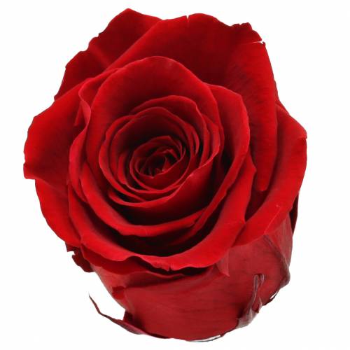 Infinity rožės didelės Ø5,5-6cm raudonos 6vnt