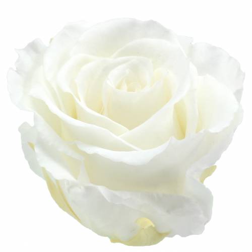 daiktų Infinity Roses Large Ø5,5-6cm Balta 6 vnt