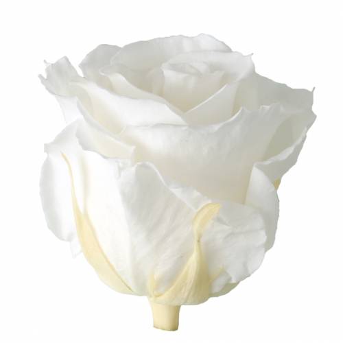 daiktų Infinity Roses Large Ø5,5-6cm Balta 6 vnt