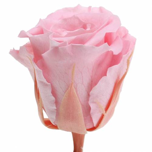daiktų Eternal Roses Medium Ø4-4,5cm Rožinė 8 vnt