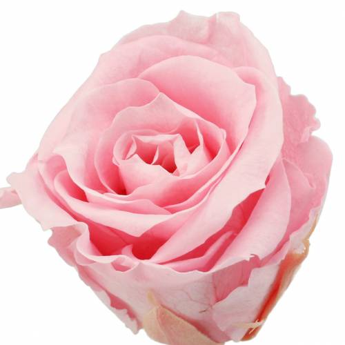 Amžinosios rožės vidutinės Ø4-4,5cm rožinės 8vnt