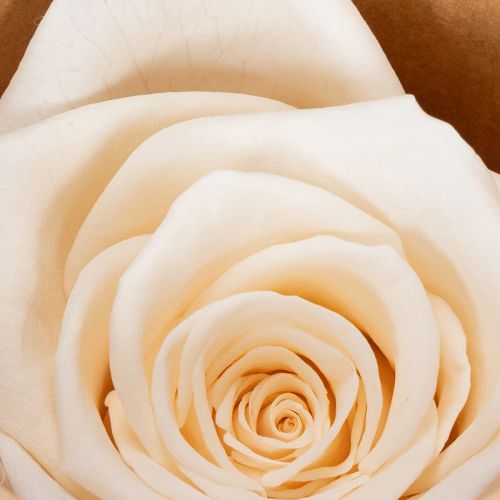 daiktų Rožių galvutės, konservuoti žiedai elegantiškoms gėlių kompozicijoms, 5 cm, 6 vnt.