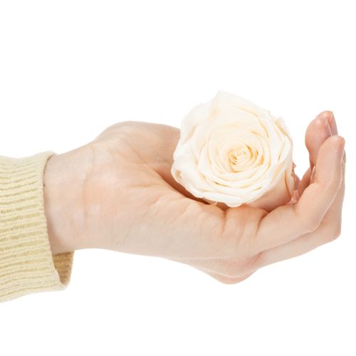 daiktų Rožių galvutės, konservuoti žiedai elegantiškoms gėlių kompozicijoms, 5 cm, 6 vnt.