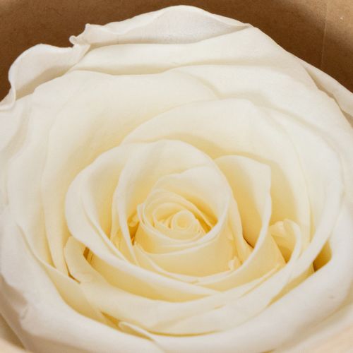 daiktų Konservuotų rožių galvutės, patvari stalo dekoracija romantiškai atmosferai, vestuvių dekoracija, 5 cm, 6 vnt.