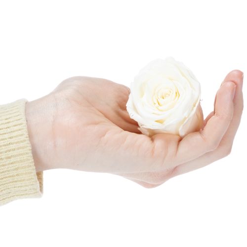 daiktų Konservuotų rožių galvutės, patvari stalo dekoracija romantiškai atmosferai, vestuvių dekoracija, 5 cm, 6 vnt.