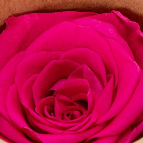 daiktų Konservuotų rožių dekoracijos, tikros gėlės stalo dekoravimui, unikalūs ir tvarūs žiedai, 5 cm, 6 vnt.