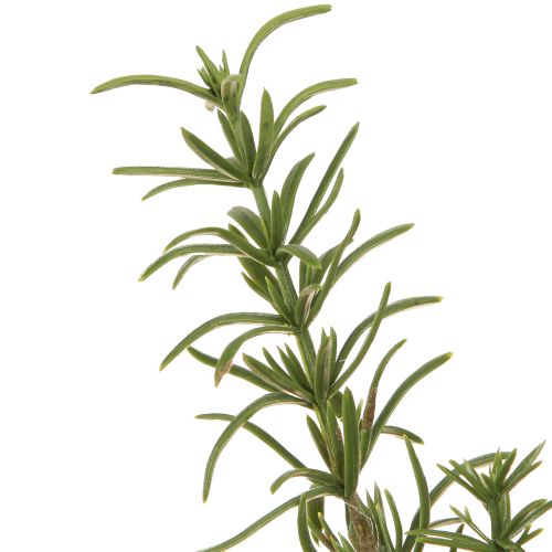 daiktų Rozmarino dirbtinės žolės su 8 šakomis ir stiebu 32cm 3 vnt