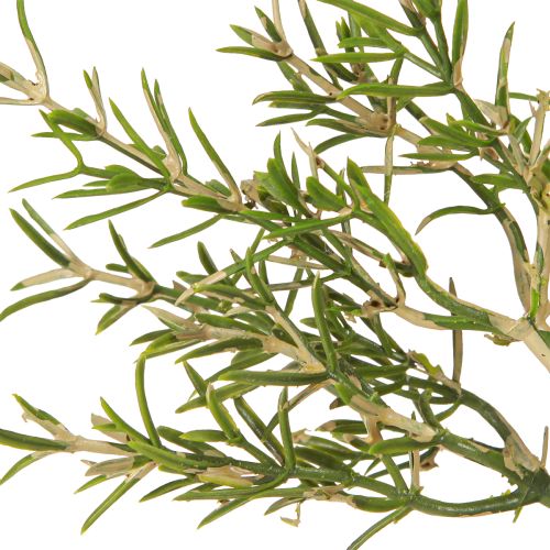 daiktų Rozmarinas vazonėlyje Dirbtinės žolės Žalieji augalai H24cm