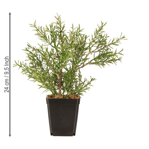 daiktų Rozmarinas vazonėlyje Dirbtinės žolės Žalieji augalai H24cm