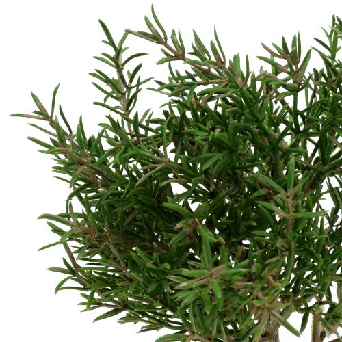 Floristik24 Dirbtinis rozmarino krūmas vazone 23cm