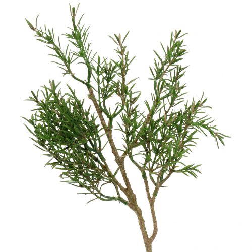 Floristik24 Rozmarino šakelė 36cm 3vnt