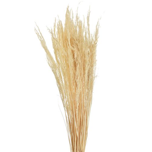 Floristik24 Išlenkta žolė Agrostis Capillaris sausa žolė balinta 65cm 80g