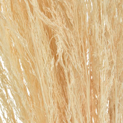 Floristik24 Išlenkta žolė Agrostis Capillaris sausa žolė balinta 65cm 80g