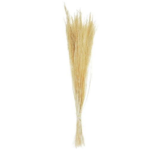 Floristik24 Išlenkta žolė Agrostis Capillaris sausa žolė balinta 65cm 80g