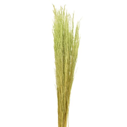 Floristik24 Bent Grass Agrostis Capillaris Dry Grasses Green 65cm 80g