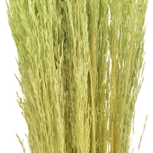 daiktų Bent Grass Agrostis Capillaris Dry Grasses Green 65cm 80g
