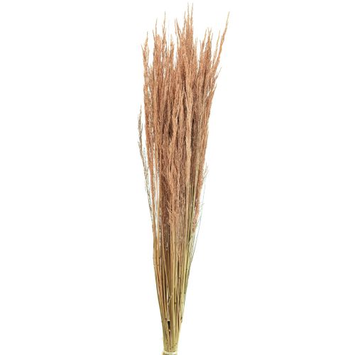 Floristik24 Red Bent Grass Agrostis Dry Grass Red Brown 65cm 80g