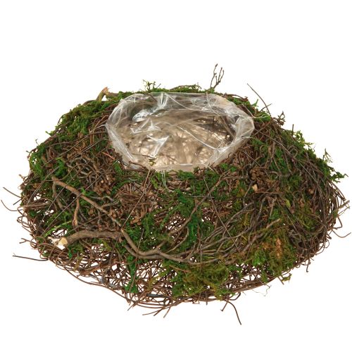 Apvalus vazonas su samanų vijokliais ir folija, Ø20cm, aukštis 7cm