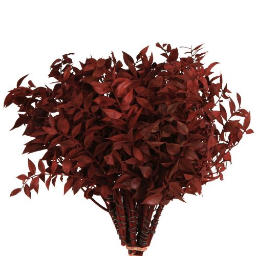 Floristik24 Ruscus Red džiovinti ant vielos dekoratyvinės šakos 20cm 1 kek