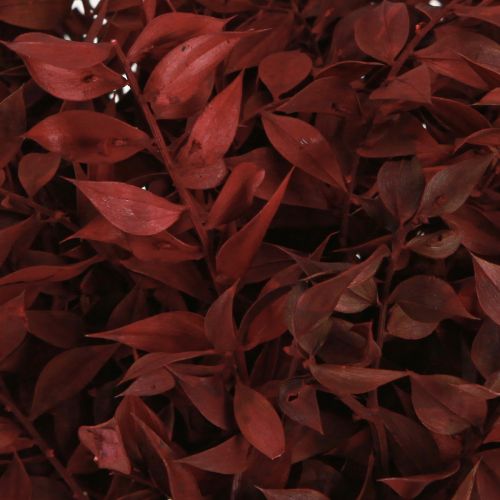 daiktų Ruscus Red džiovinti ant vielos dekoratyvinės šakos 20cm 1 kek