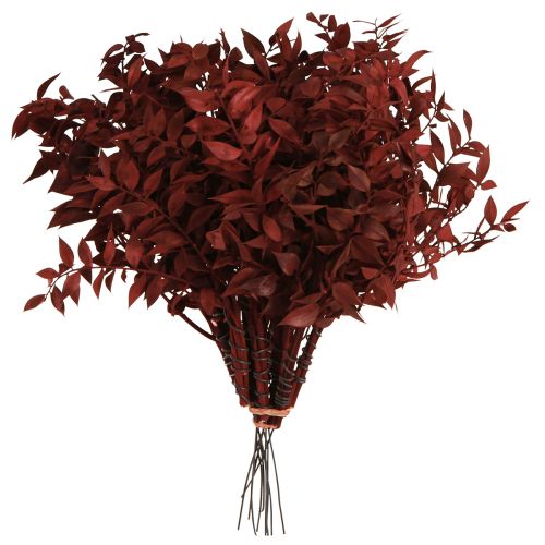 daiktų Ruscus Red džiovinti ant vielos dekoratyvinės šakos 20cm 1 kek