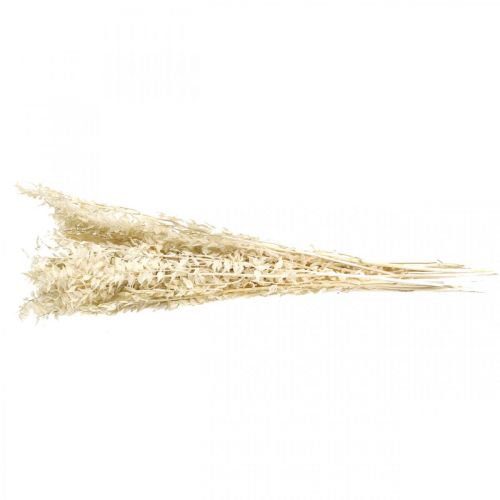 Floristik24 Ruscus twigs deco twigs džiovintų gėlių kremas 200g