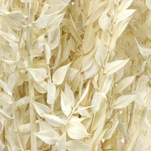 Floristik24 Ruscus twigs deco twigs džiovintų gėlių kremas 200g