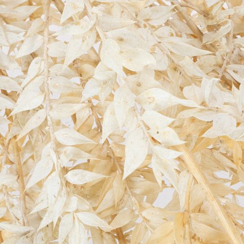 Džiovinta dekoratyvinė ruskuso šakelė, balintas ruskusas, 200g | Floristik24.lt