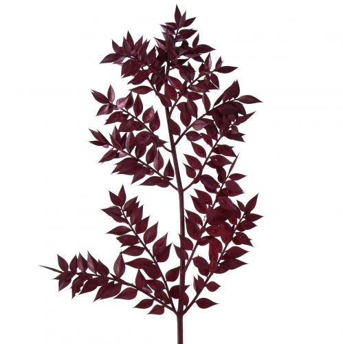 Floristik24 Ruscus Red dekoratyvinės šakos džiovintos tamsiai raudonai 75-95cm 1kg