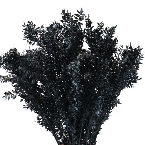 Ruscus džiovintos dekoratyvinės šakos Ruscus Black 1kg