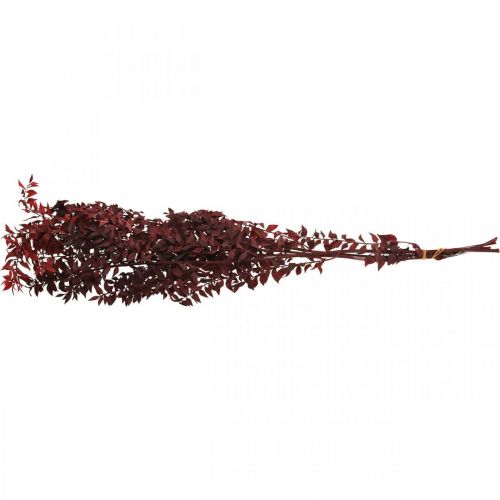 Floristik24 Džiovintas ruskas, sausa floristika, erškėčių mirta raudona L58cm 30g