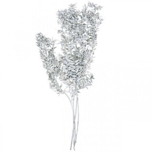 Floristik24 Ruscus šakelės, Mėsininko šluota, Sausas augalas Baltas skalbtas L58cm 80g