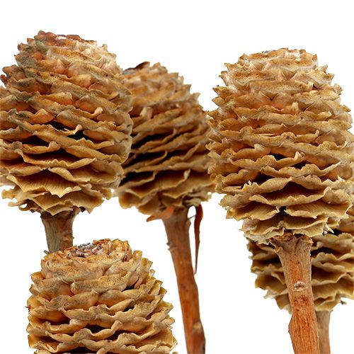 daiktų Sabulosum 4-6 galvutės šakoje 25 vnt