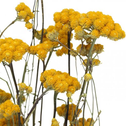 Floristik24 Krūmas kario krūmo, geltona džiovinta gėlė, auksinė saulė, itališkas sraigtasparnis L58cm 45g