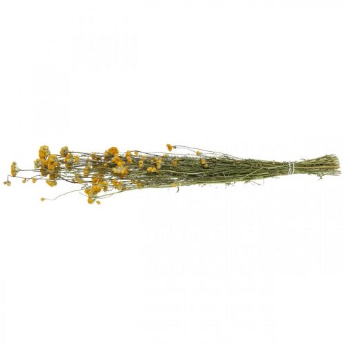 Floristik24 Krūmas kario krūmo, geltona džiovinta gėlė, auksinė saulė, itališkas sraigtasparnis L58cm 45g