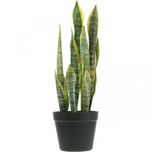 Floristik24 Sansevieria, dirbtinė gėlė, lankas kanapės vazone H50cm Ø14cm