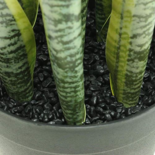 Floristik24 Sansevieria, dirbtinė gėlė, lankas kanapės vazone H50cm Ø14cm