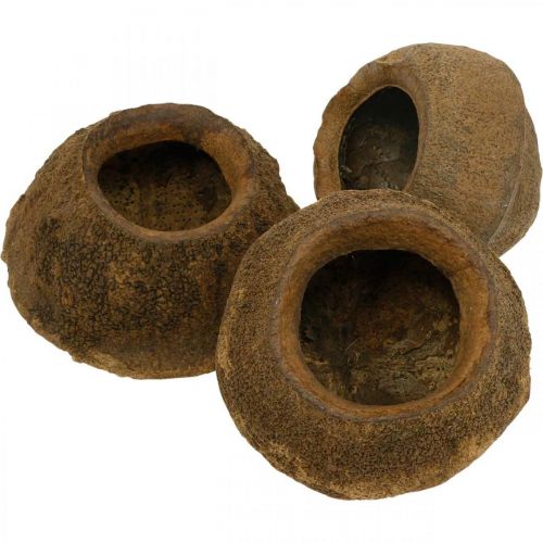 Floristik24 Rojaus riešutų augalų vazonas Natural Sapucaia Ø14cm H10cm 3 vnt.