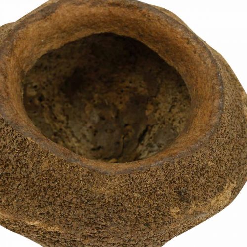 Floristik24 Rojaus riešutų augalų vazonas Natural Sapucaia Ø14cm H10cm 3 vnt.