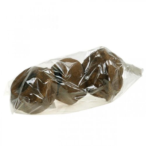 Floristik24 Rojaus riešutų augalų vazonas Natural Sapucaia Ø14cm H10cm 3 vnt.