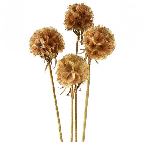 daiktų Scabiosa džiovintos natūralios scabiosa džiovintos gėlės H50cm 100g