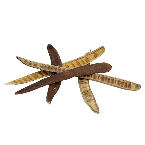 Floristik24 Scaletta ankštis natūrali 25cm - 50cm 25 vnt