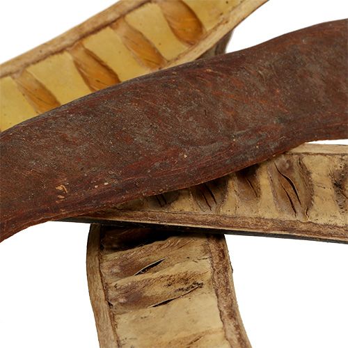 daiktų Scaletta ankštis natūrali 25cm - 50cm 25 vnt