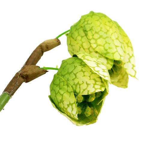 Floristik24 Šachmatų gėlė žalia su šaknimis L30cm