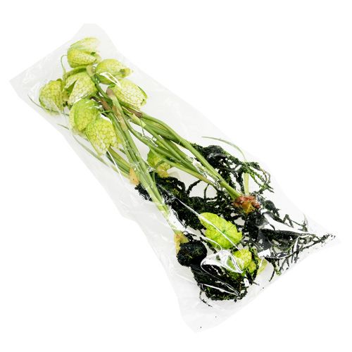 Floristik24 Šachmatų gėlė žalia su šaknimis L30cm