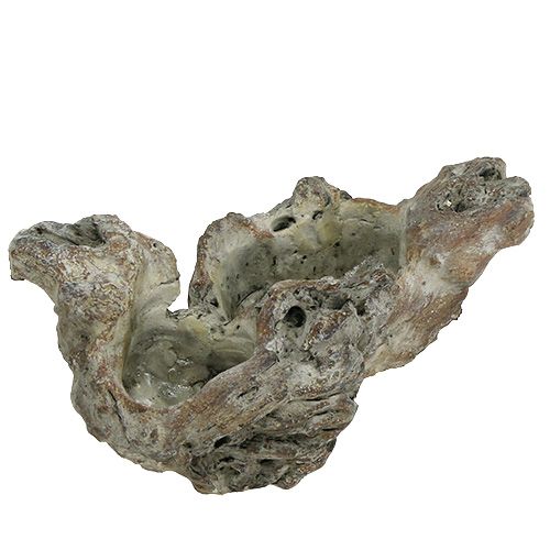 Floristik24 Dubenėlio medžio šaknis 25,5cm x 14cm H11,5cm