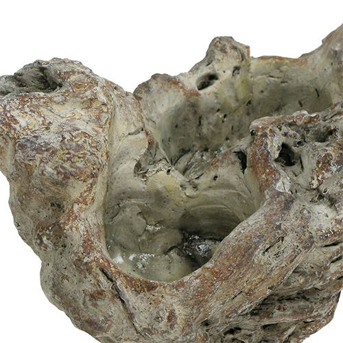 Floristik24 Dubenėlio medžio šaknis 25,5cm x 14cm H11,5cm