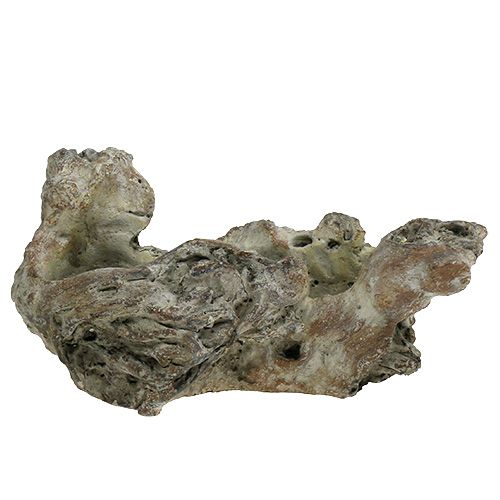 Floristik24 Dubenėlio medžio šaknis 25,5cm x 14cm H11,5cm