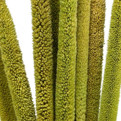 Floristik24 Nendrių burbuolės deko nendrių žolė džiovinta žalia kekė H60cm