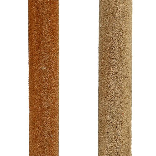 daiktų Nendrinių svogūnėlių mišinys natūralios dekoratyvinės nendrės 70cm 100 vnt